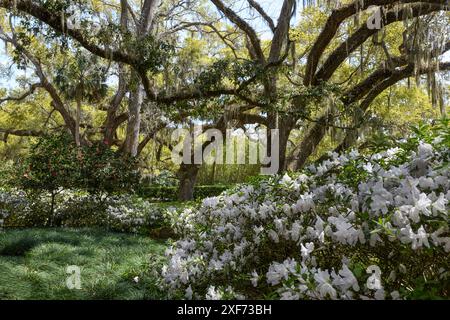 Weiße Azaleen und Eichenbäume mit spanischem Moos Stockfoto