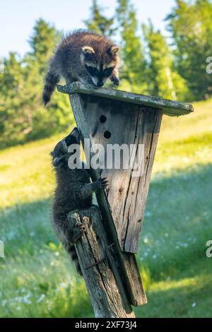 USA, Minnesota. Gefangene junge Waschbären auf Vogelfutter. Stockfoto