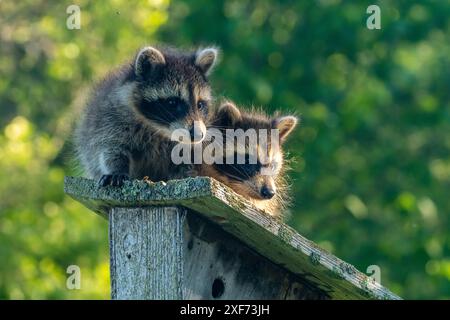 USA, Minnesota. Gefangene junge Waschbären auf Vogelfutter. Stockfoto