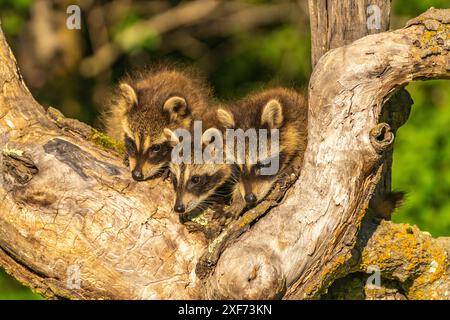 USA, Minnesota. Gefangene junge Waschbären auf einem Baum. Stockfoto