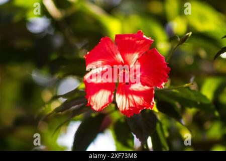 Roter Hibiskus in einem Garten an einem sonnigen Tag! Stockfoto