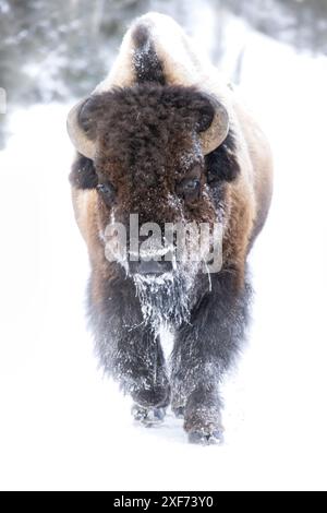 Buffalo im Winter in der Northern Range des Yellowstone National Park Stockfoto