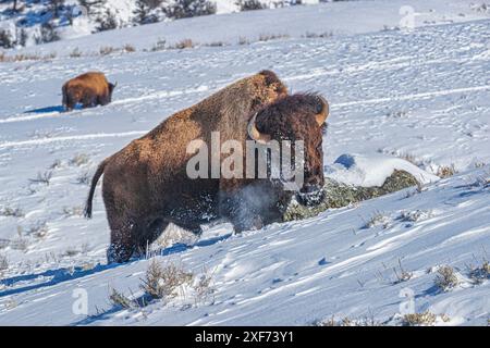 Buffalo im Winter in der Northern Range des Yellowstone National Park Stockfoto