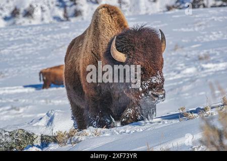 Buffalo im Winter in der Northern Range des Yellowstone National Park Stockfoto