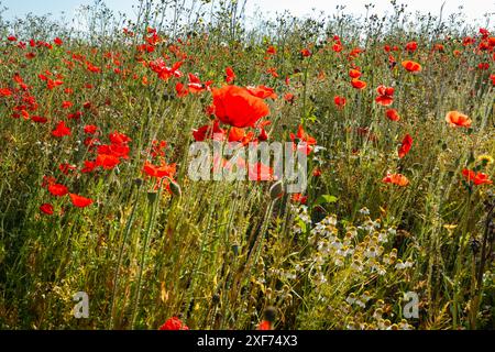Wilder roter Mohn (Papaver rhoeas) auf einer Wildblumenwiese Stockfoto
