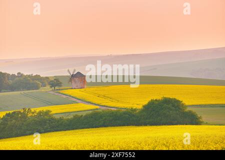 Alte Windmühle in blühender Frühlingslandschaft mit sanften Hügeln. Gelbe Rola-Felder im Sonnenuntergang. Warmes Maiwetter. Kunkovice, Mähren, Tschechisch Stockfoto