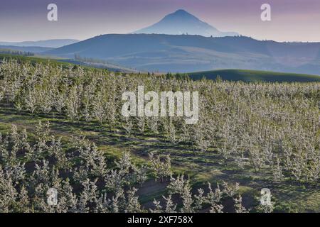 USA, Oregon, Hood River im Frühling mit Obstbäumen in voller Blüte, von oben gesehen mit der Kulisse des Mt. Motorhaube Stockfoto