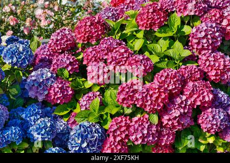 USA, Oregon, Cannon Beach. Blaue und rosafarbene Hortensien blühen Stockfoto