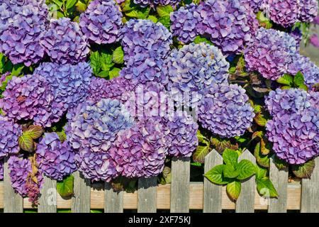 USA, Oregon, Cannon Beach. Blaue Hortensie blüht mit altem Holzzaun Stockfoto