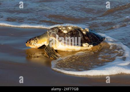 Grüne Meeresschildkröte am Strand Stockfoto