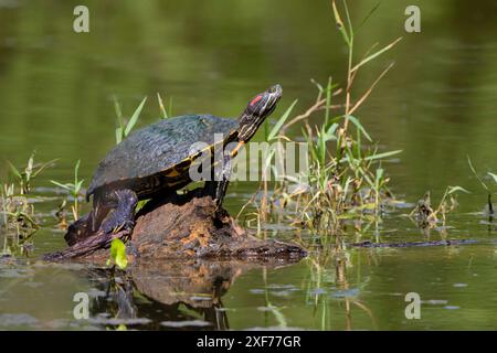 Rotrohrschildkröte sonnt sich Stockfoto