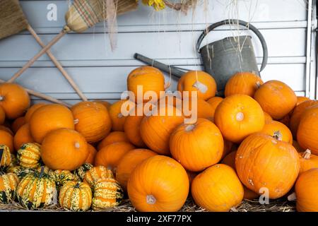 Haufen von vielen Reifen orangefarbenen, hellen Kürbissen auf dem Anhänger-Wagen gegen Strohheu auf dem Kürbishof. Halloween Danksagungsfeier Symbolpflanze Stockfoto