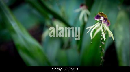 Belize Black Orchid im Regenwald geschossen Stockfoto