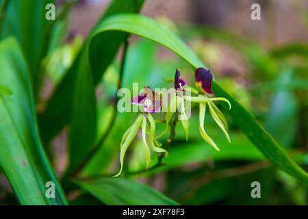 Belize Black Orchid im Regenwald geschossen Stockfoto