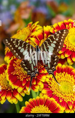 USA, Bundesstaat Washington, Sammamish. Tropischer Schwalbenschwanz Schmetterling groß gestreift, Graphium antheus auf blühendem Rot und Gelb gerber Gänseblümchen Stockfoto