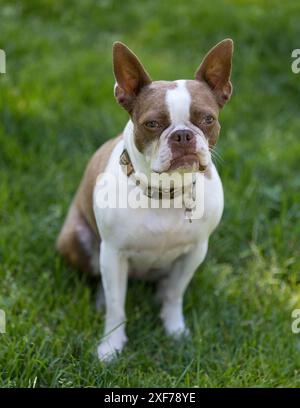 4 Jahre alter Red Boston Terrier weiblich sitzend und in die Kamera schauend. Hundeschlittenpark in Nordkalifornien. Stockfoto