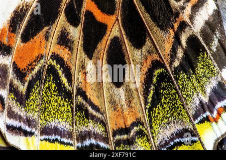 USA, Bundesstaat Washington, Sammamish. Schmetterlingsflügel Stockfoto
