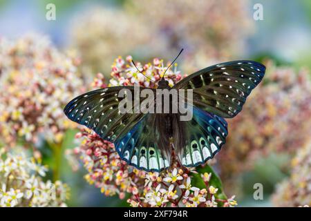 USA, Bundesstaat Washington, Sammamish. Tropischer Schmetterling Stockfoto