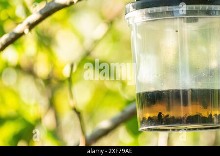 Nahaufnahme toter Insekten, die in einer asiatischen Wespenfalle gefangen sind Stockfoto