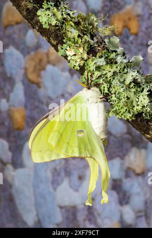 USA, Bundesstaat Washington, Sammamish. Luna Seidenmotte Limettengrün mit langem Schwanz auf Hinterflügeln Stockfoto