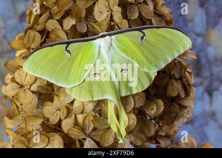 USA, Bundesstaat Washington, Sammamish. Luna Seidenmotte Limettengrün mit langem Schwanz auf Hinterflügeln Stockfoto