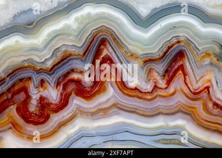 USA, Bundesstaat Washington, Sammamish. Nahaufnahme des verrückten mexikanischen Agate Stockfoto