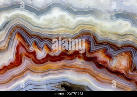 USA, Bundesstaat Washington, Sammamish. Nahaufnahme des verrückten mexikanischen Agate Stockfoto