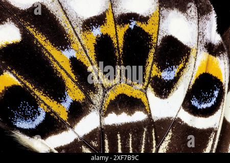 USA, Bundesstaat Washington, Sammamish. Schmetterlingsflügel Stockfoto
