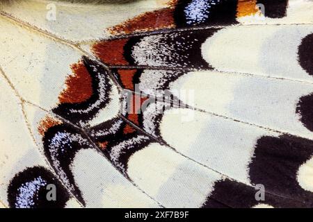 USA, Bundesstaat Washington, Sammamish. Schmetterlingsflügel Stockfoto