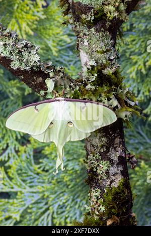 USA, Bundesstaat Washington, Sammamish. Luna weibliche Seidenmottenflügel öffnen sich auf Flechten bedeckten Zweigen. Stockfoto