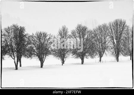 USA, Washington State, Nelke. Neuschnee auf dem Feld mit einer Reihe von Bäumen in Schwarz-weiß Stockfoto