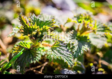 Brennnesselpflanze, die die komplizierten Details ihrer Blätter zeigt. Die Pflanze wird in warmes Sonnenlicht getaucht, die grünen Blätter zeigen eine Varietät Stockfoto