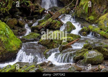 Quinault, Bundesstaat Washington, USA. Merriman Falls im Quinault Rainforest. Stockfoto