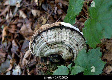 Klumpiger Pilz in Pennsylvania Stockfoto