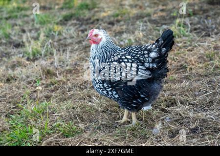 Chimacum, Bundesstaat Washington, USA. Freilaufendes schwarzes geschnürtes silbernes Wyandotte-Hühnchen Stockfoto