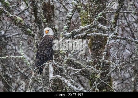 Weißkopfseeadler während des Salmon Run am Nooksack River im Bundesstaat Washington. Stockfoto