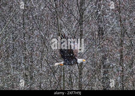 Weißkopfseeadler während des Salmon Run am Nooksack River im Bundesstaat Washington. Stockfoto