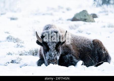 USA, Wyoming, Yellowstone National Park. Porträt eines frostbedeckten Bisons, der im Schnee liegt. Stockfoto