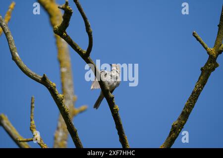 Juvenile Weißroat (curruca communis), die im Sommer auf einer Zweigstelle, Großbritannien, prägt Stockfoto