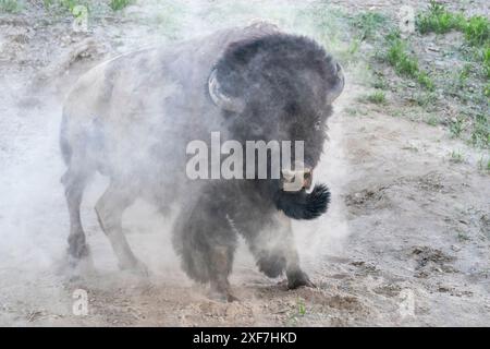 USA, Wyoming, Yellowstone National Park. Ein Bisonbulle nimmt ein Staubbad. Stockfoto