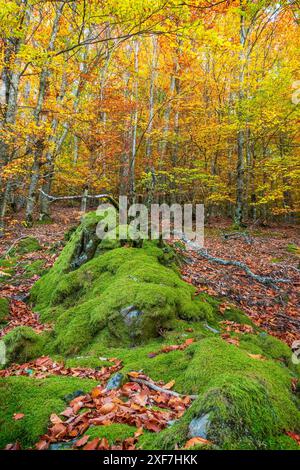 Herbstlandschaft in Serra da Estrela in Portugal. Felsen bedeckt mit Moos und trockenen Blättern und im Hintergrund die Explosion der Farben der Buchen. Stockfoto