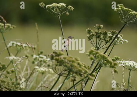 Junges Weißbrot (curruca communis), das im Sommer auf KuhPetersilie thront, Cambridgeshire, Großbritannien Stockfoto