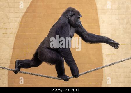 Ein Gorilla aus dem westlichen Tiefland, der in einem Zoo an einem Seil balanciert Stockfoto