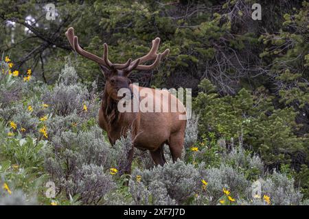 USA, Wyoming. Porträt von Bullen-Elchen und Pfeilblättrige Balsamwurzel-Wildblumen, Grand Teton National Park. Stockfoto