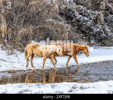 USA, Wyoming, Shell. Hideout Ranch, Big Horn Mountain Range Stockfoto