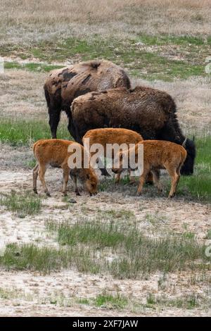 USA, Wyoming. Bison, Yellowstone-Nationalpark. Stockfoto