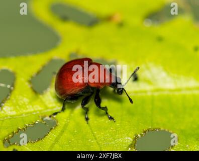 Laubkäfer Homoeolabus analis Insekteneiche Blatt Naturschädlingsbekämpfung. Stockfoto