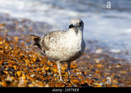 Juvenile Heringsmöwe am Kiesstrand Stockfoto