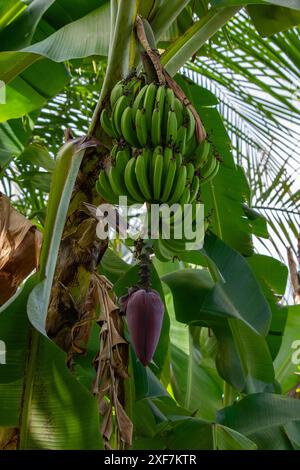 Bananen hängen von einer Bananenpflanze Stockfoto