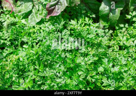 Ein paar grüne Kräuter, darunter Petersilie und Koriander. Die Kräuter wachsen in einem Garten. Detaillierte Ansicht des leuchtend grünen Pflanzenblatts Stockfoto